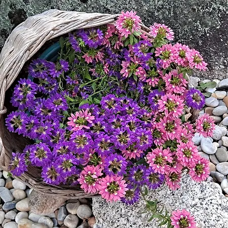 Casita Curbeiros * O Grove